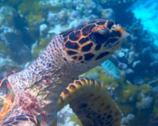 Hawksbill turtle, Thanburaan Faru, Baa Atoll, Maldives. Image.