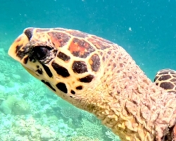 Adopt HK6477 Adopt a turtle. Image.