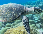 Hawksbill turtle swimming over the reef, Kanuhura Outreef, Lhaviyani Atoll, Maldives. Image.