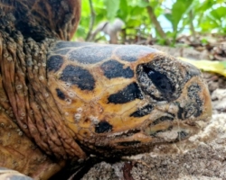 Adopt HS230 Adopt a turtle. Image.