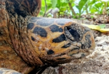 Nesting female hawksbill, Grand Anse, Felicité, Seychelles. Image.