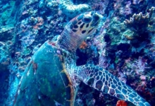 Hawksbill turtle foraging on a reef wall, White Bank, Praslin, Seychelles. Image.