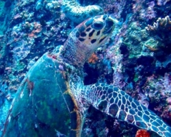 Adopt HS267 Adopt a turtle. Image.