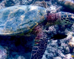 Adopt HS268 Adopt a turtle. Image.