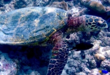 Hawksbill turtle, St. Pierre, Praslin, Seychelles. Image.