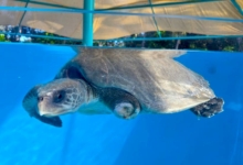 Haya Turtle patient Haya recovering in the large tank at the STHI. Image.