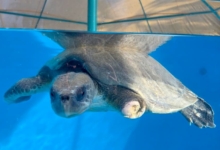 Haya Turtle patient Haya recovering in the large tank at the STHI. Image.
