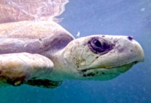 Turtle patient Haya recovering in her tank. Image.