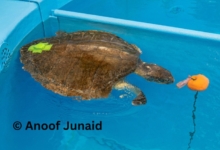 Haya Turtle patient Haya with her feeding buoy. Image.