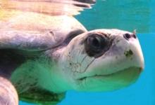 Turtle patient Haya recovering at the Institute. Image.