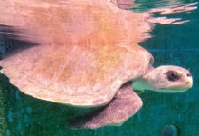 Turtle patient Haya recovering at the Institute. Image.