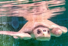 Turtle patient Haya recovering at the Institute. Image.