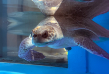 Sanfa Turtle patient Sanfa. Image.