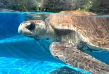 Sanfa Turtle patient Sanfa at the Sea Turtle Care Centre. Image.