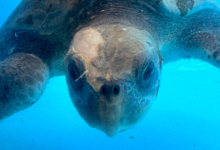 Sanfa Turtle patient Sanfa at the Raa Sea Turtle Care Centre. Image.