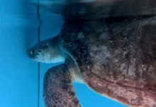 Thureesha Turtle patient Thureesha under the cover of her tank. Image.