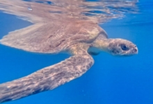 Haya Turtle patient Haya recovering in her tank at the STHI. Image.