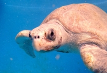 Chayen Turtle patient Chayen recovering in her tank at the Institute. Image.