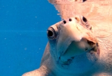 Chayen Turtle patient Chayen recovering in her tank at the Institute. Image.