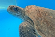 Chayen Turtle patient Chayen in her tank at the STHI. Image.