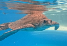 Chayen Turtle patient Chayen in her tank at the STHI. Image.