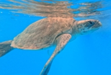 Chayen Turtle patient Chayen in her tank at the STHI. Image.