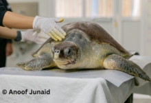 Chayen Turtle patient Chayen on the treatment table at the STHI Image.