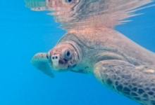 Chayen Turtle patient Chayen in her tank at the STHI. Image.