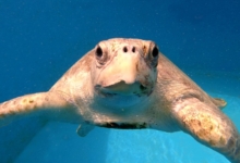Chayen Turtle patient Chayen recovering in her tank at the Institute. Image.