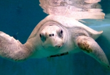 Chayen Turtle patient Chayen recovering in her tank at the Institute. Image.