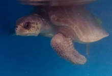 Ele Turtle patient Ele at the STHI. Image.
