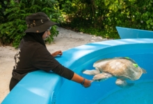 Ele Turtle patient Ele. Image.