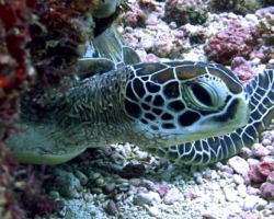 Adopt G1098 Adopt a turtle. Image.