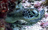 Morph, green turtle, adopted for Anna Green turtle resting, Kisima Mungu, Kenya. Image.