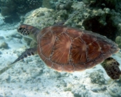 Green turtle swimming over the reef, Eriyadu, North Malé Atoll, Maldives. Image.