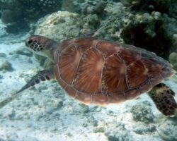 Adopt GR2035 Adopt a turtle. Image.