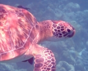 Green turtle, Kuredu Caves, Lhaviyani Atoll, Maldives. Image.