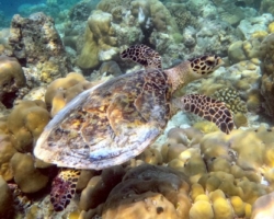 Adopt HK6379 Adopt a turtle. Image.