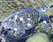 Hawksbill turtle swimming over the reef, Mundoo Kandu, Laamu Atoll, Maldives. Image.