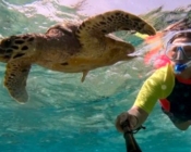 Snorkeller follows closely behind a swimming hawksbill turtle. Image.