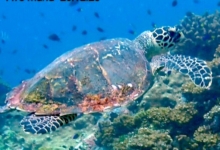 Hawksbill turtle, Ave Maria, Praslin, Seychelles. Image.