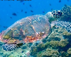 Adopt HS265 Adopt a turtle. Image.