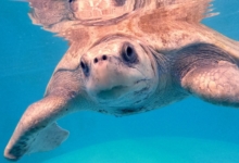 Kanbulo Turtle patient Kanbulo recovering at the Institute. Image.