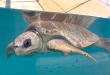 Kanbulo Turtle patient Kanbulo recovering at the STHI. Image.