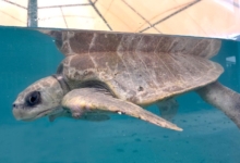 Kanbulo Turtle patient Kanbulo recovering at the STHI. Image.