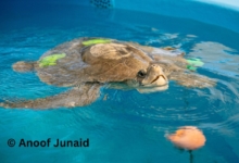 Kanbulo Turtle patient Kanbulo with her feeding buoy at the STHI. Image.