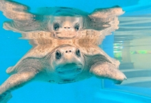 Kanbulo Turtle patient Kanbulo recovering at the Institute. Image.