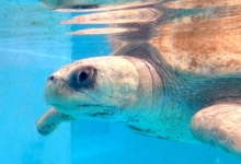 Kanbulo Turtle patient Kanbulo recovering at the Institute. Image.