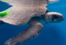 Kanbulo Turtle patient Kanbulo recovering at the STHI. Image.