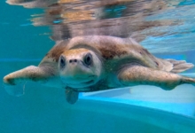 Kanbulo Turtle patient Kanbulo recovering at the Institute. Image.
